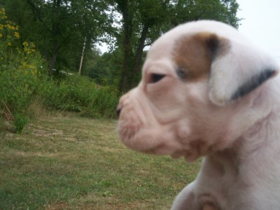 bruno