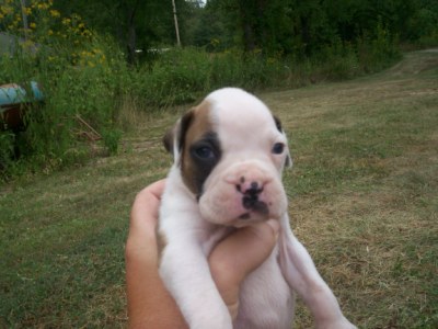 bruno